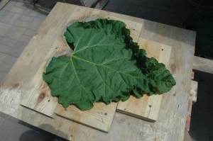 Leaf placed in the mold